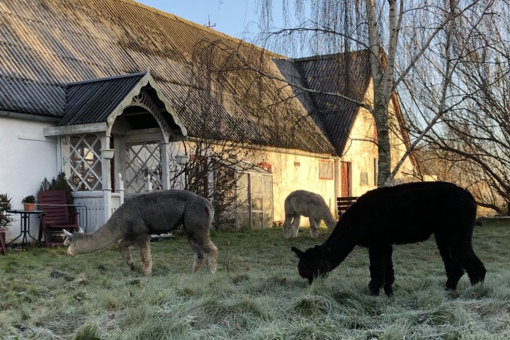https://www.alpacas.dk/wp-content/uploads/2022/11/AlpacaHouse.jpg