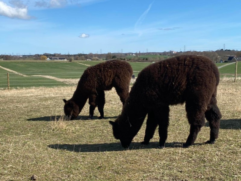 https://www.alpacas.dk/wp-content/uploads/2022/11/Levi-Bugatti.jpg?w=800&ssl=1