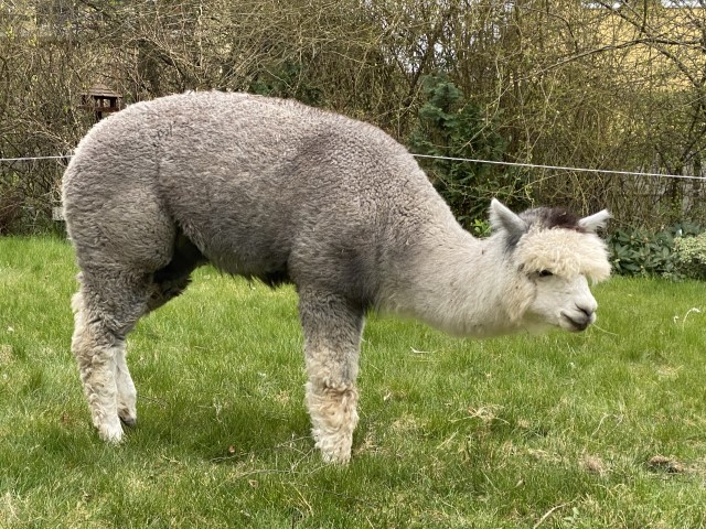 https://www.alpacas.dk/wp-content/uploads/2022/11/Lotus.jpg?w=640&ssl=1