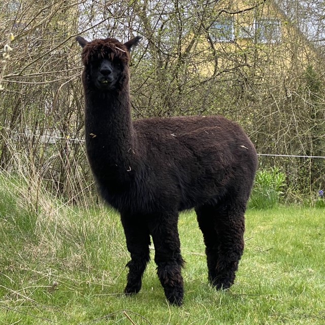 https://www.alpacas.dk/wp-content/uploads/2022/11/Mickey.jpg?w=640&ssl=1