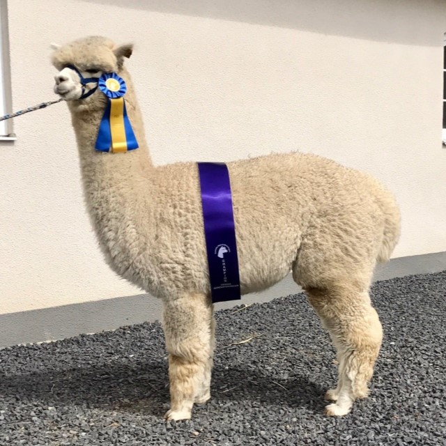 https://www.alpacas.dk/wp-content/uploads/2022/11/Nemo.jpg?w=640&ssl=1